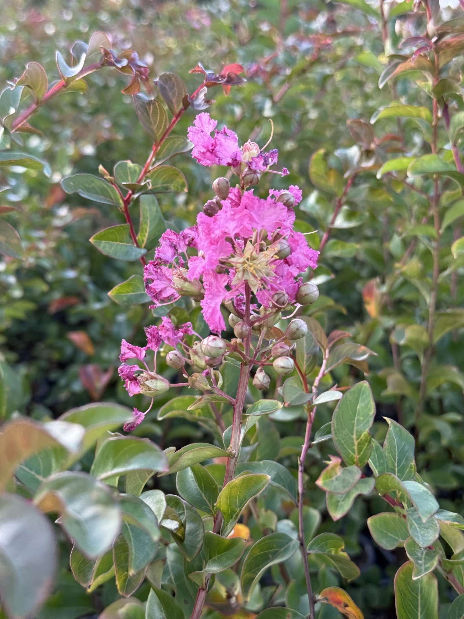 lagerstroemia turenne