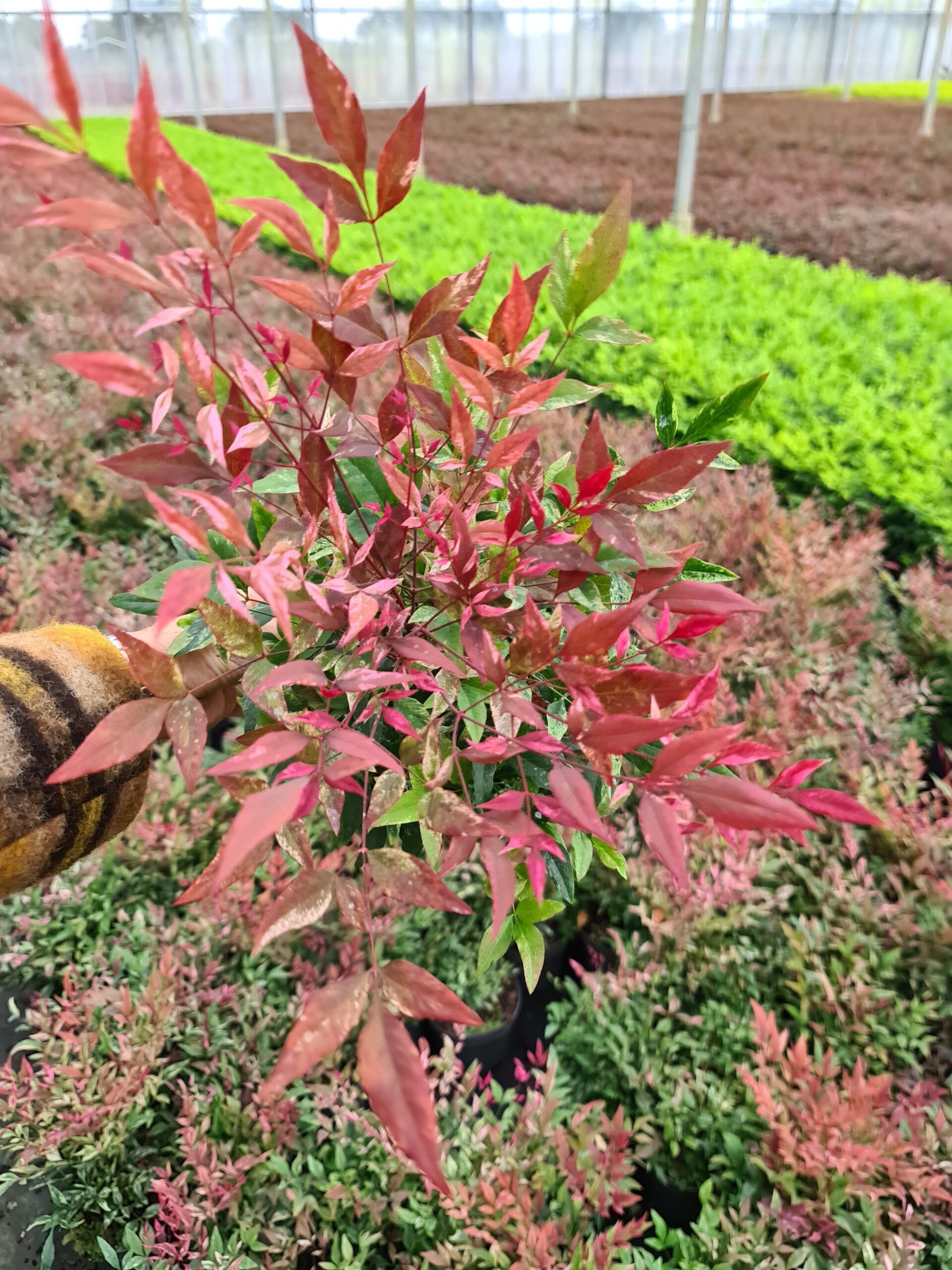 nadreli Nandina Red Light Pot scaled 0bb36ca3