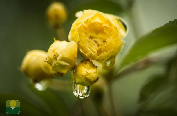 rosa post 0b52dd11
