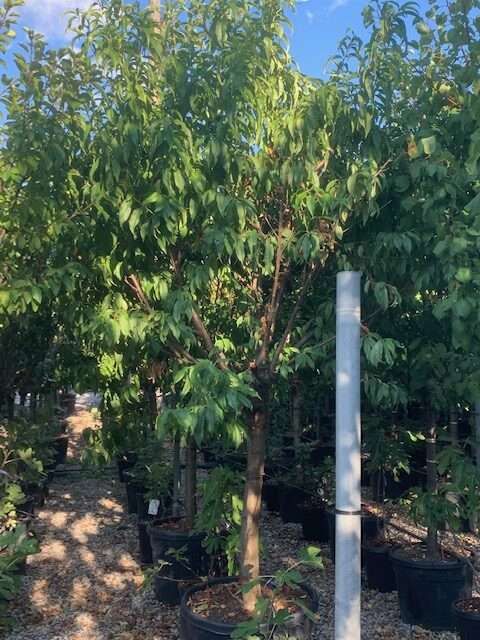 1608299521 rotated 0c7f2f8b