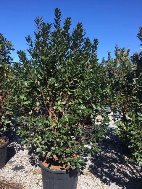 1611311042 arbutus c35 50 0c202f1b