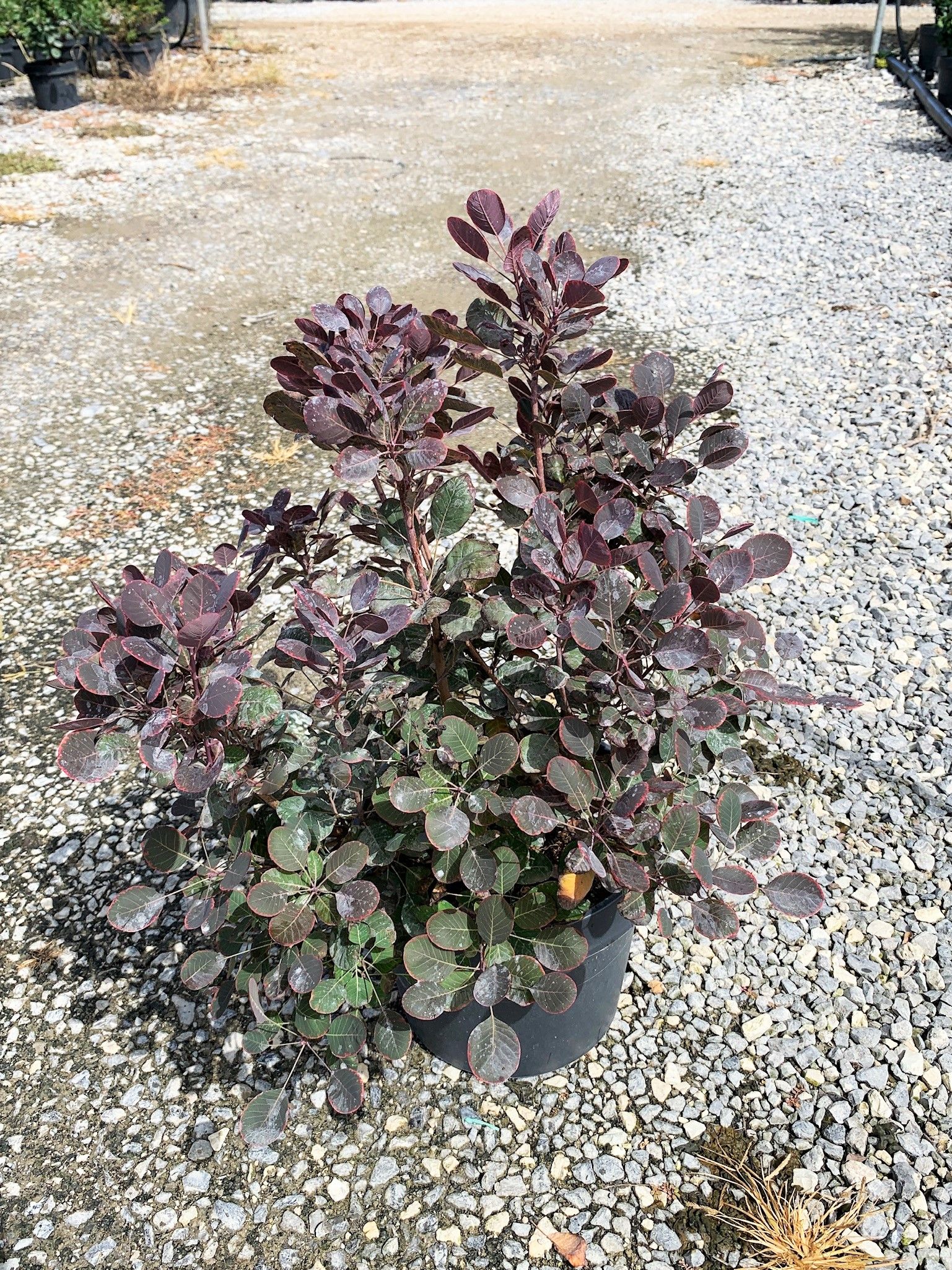 1629973276 01748c8c6818f97e5eaa98187e817d820c7522d947 0c787158