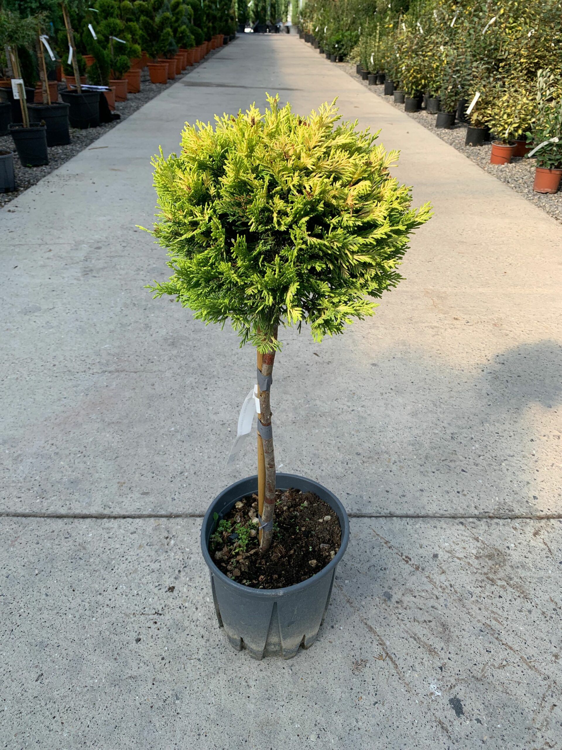 1632837386 scaled 0ced91cd