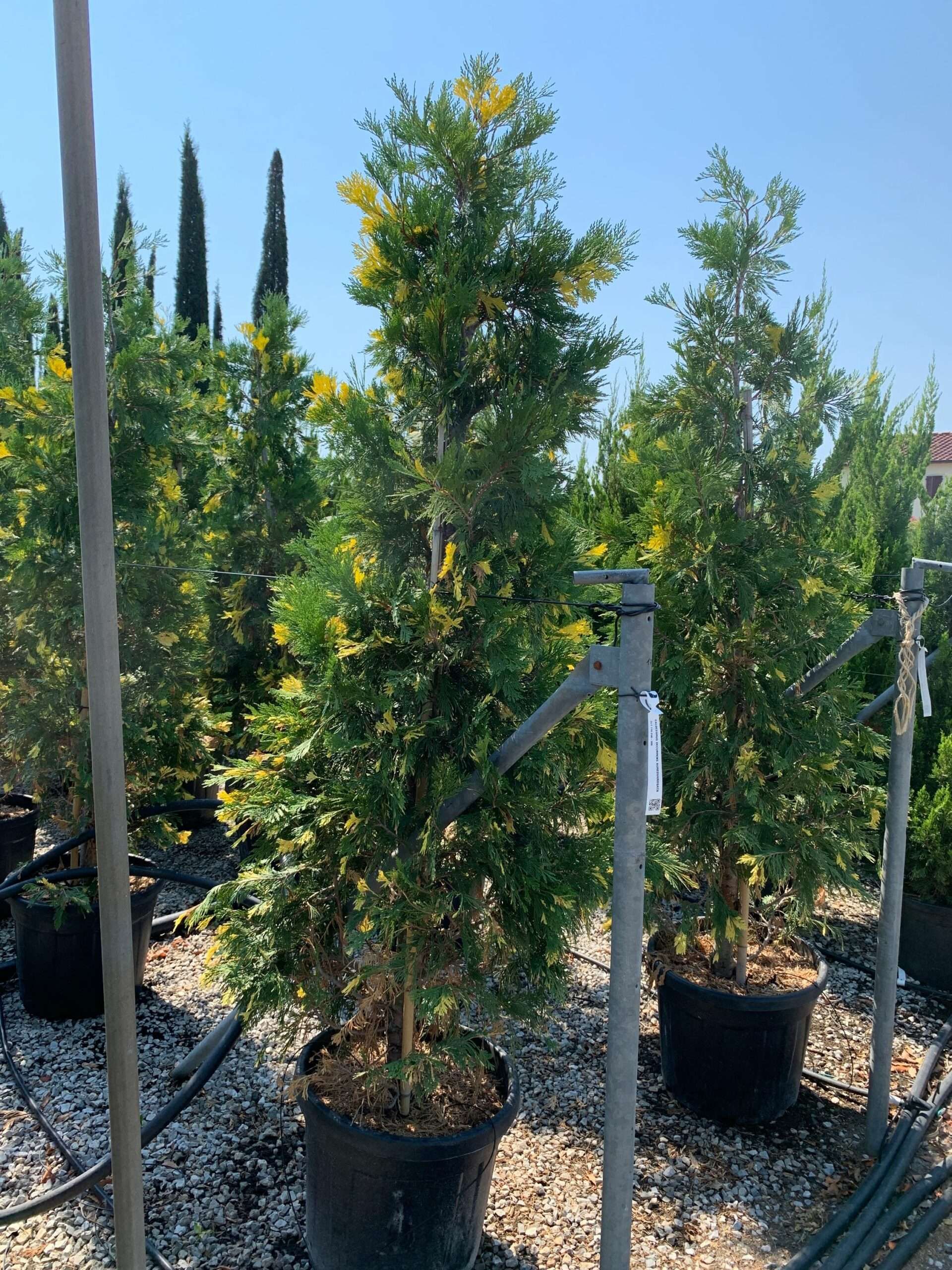 1658132914 scaled 0c71cc47