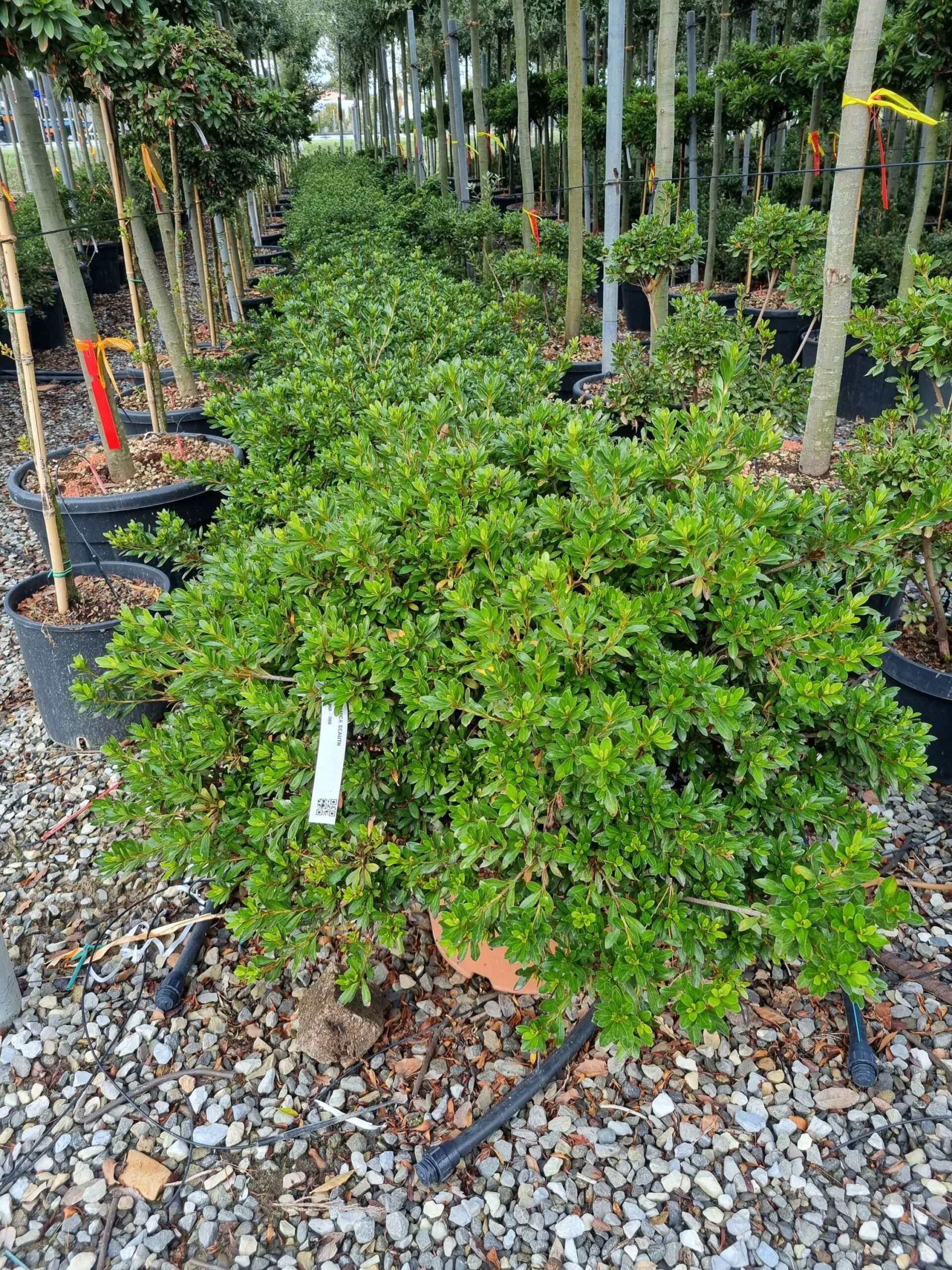 1664439903 scaled 0cef8e00