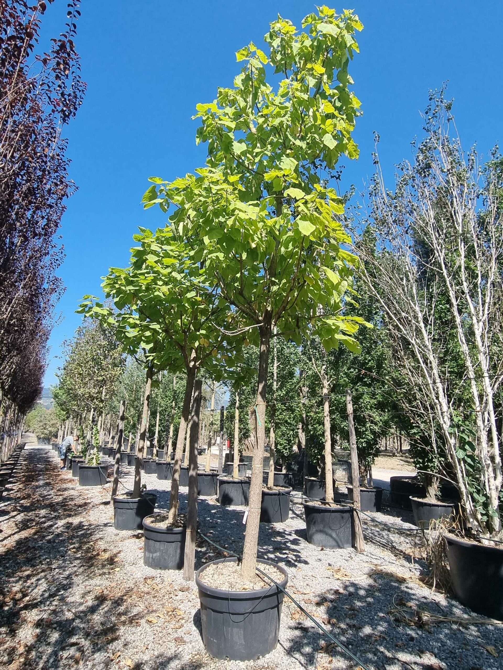 1692710277 scaled 0c068433