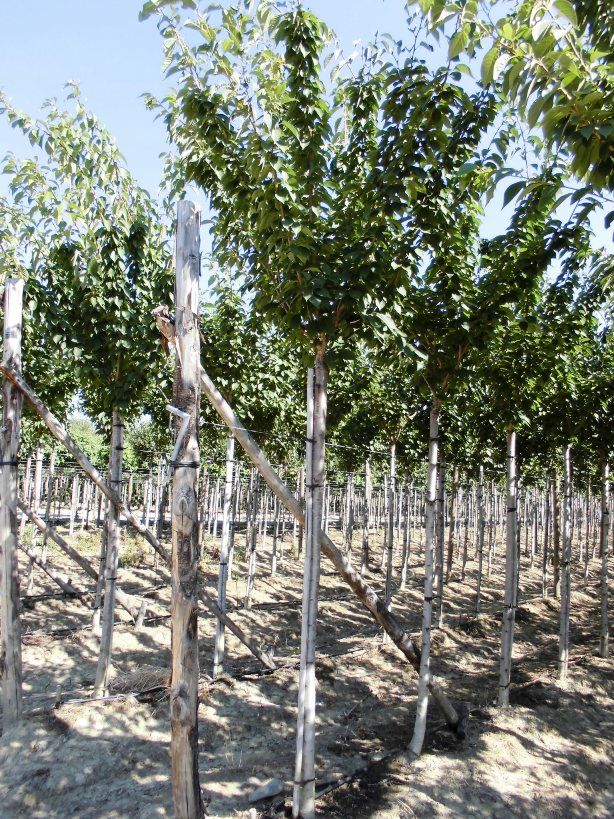 1611063931 Prunus Kanzan motte 0db775d8