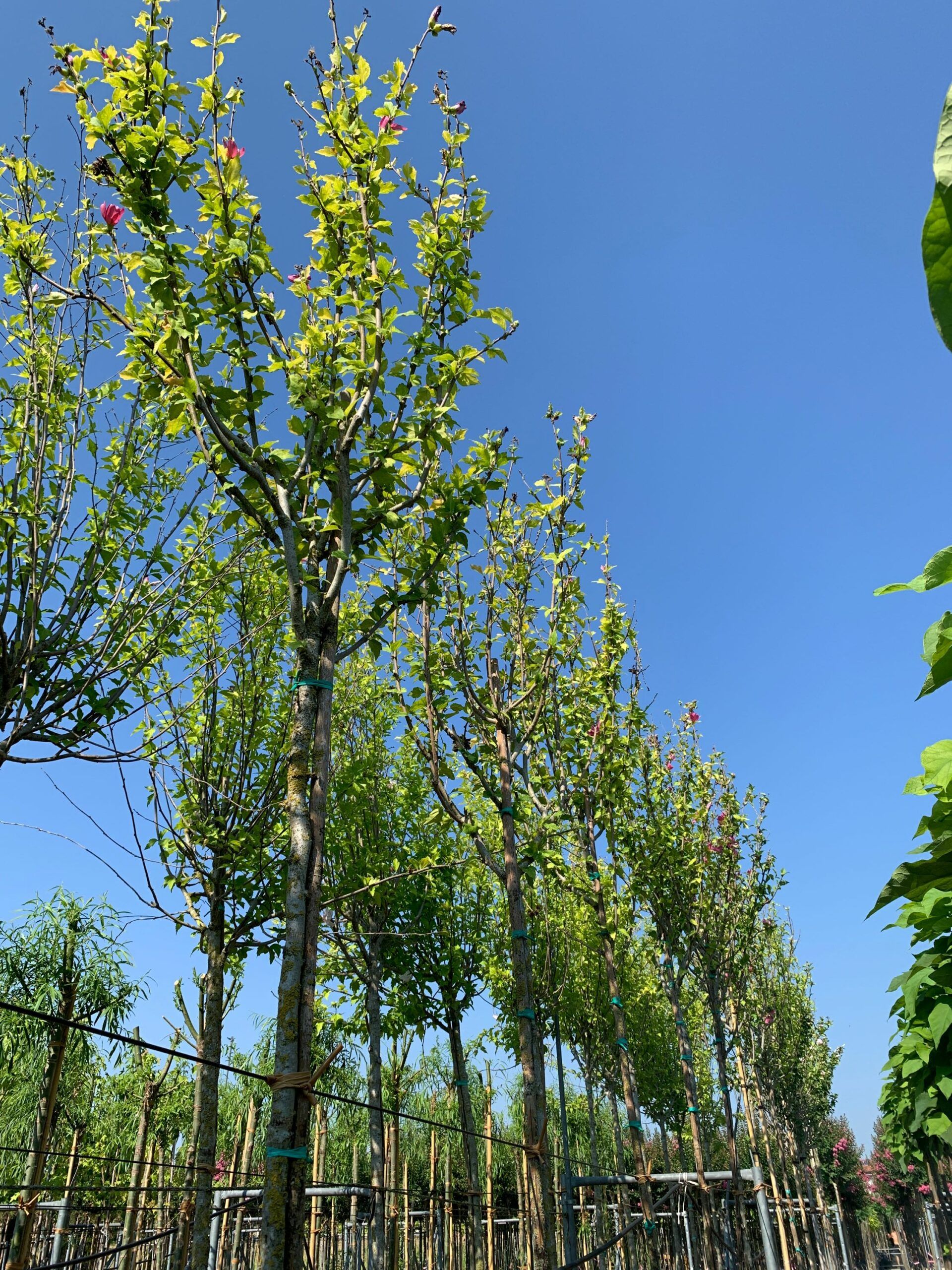 1658131179 scaled 0dede0a8