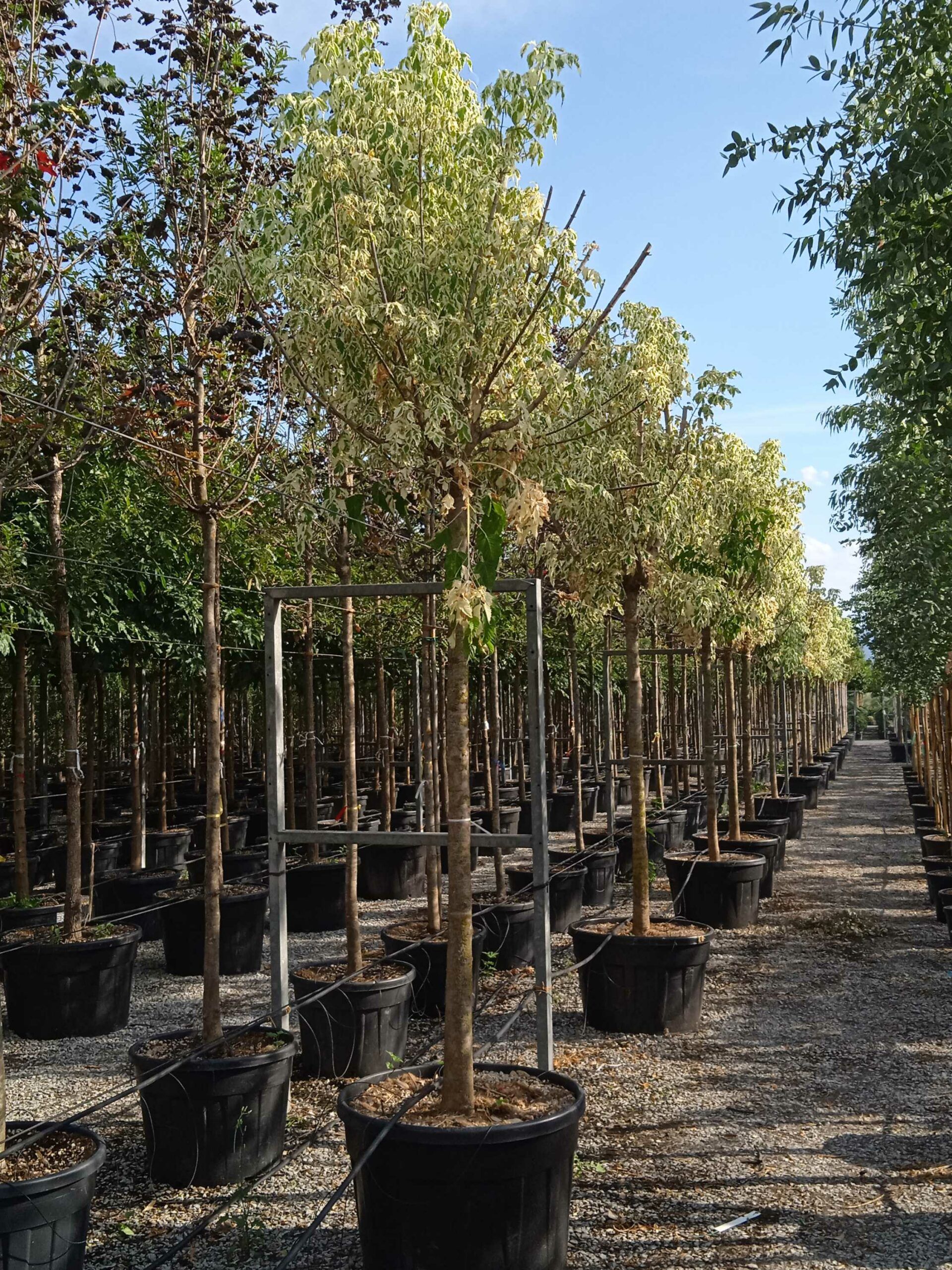 1662130989 scaled 0d816377