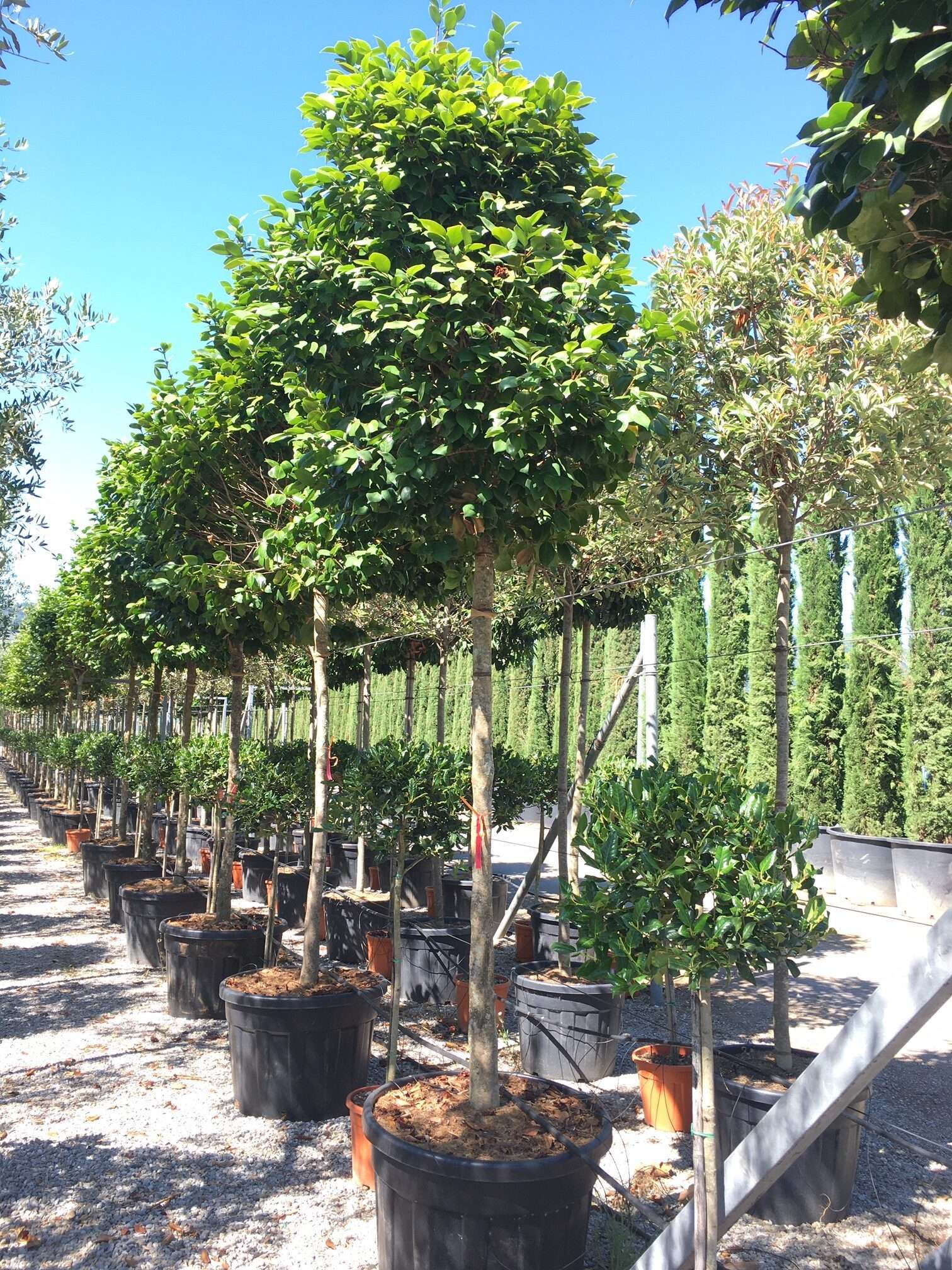 1608655682 rotated 0e98eec9