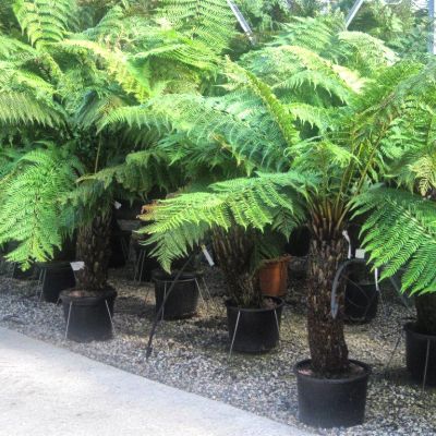 DICKSONIA antarctica