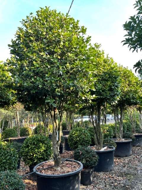 1661591187 VCAMELLIA JAPONICA ART 43 0e1c9978