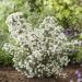 Olearia Spring Bling 4 scaled 0e774379