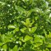 Pittosporum Irish Luck 4 scaled 0e737dca