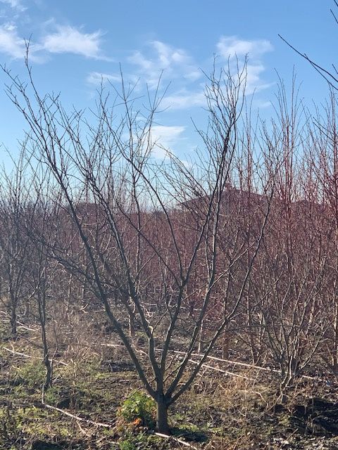 1610728428 cercis c p e 0f43d2a0