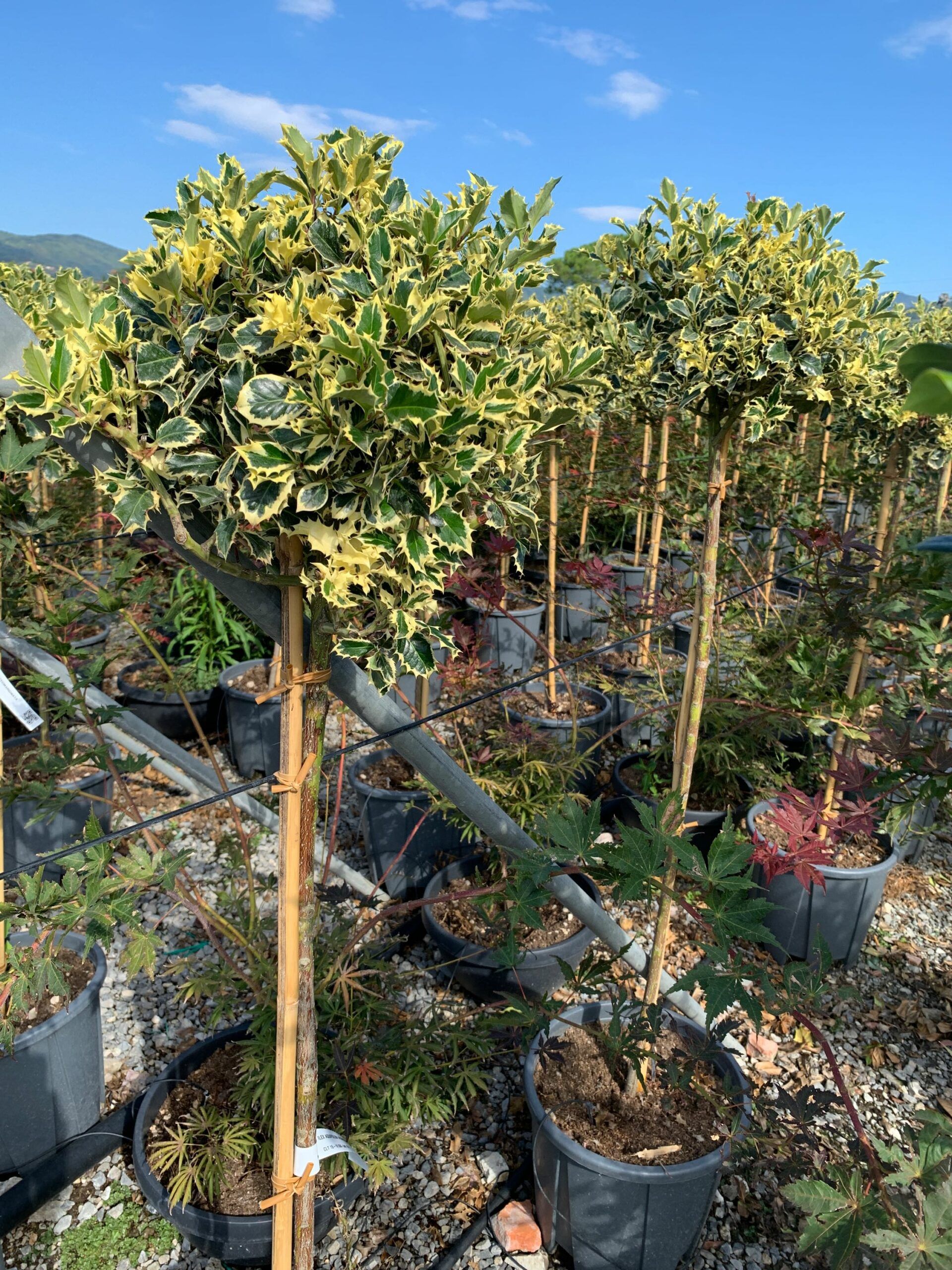 1662106368 scaled 0fcce8ba