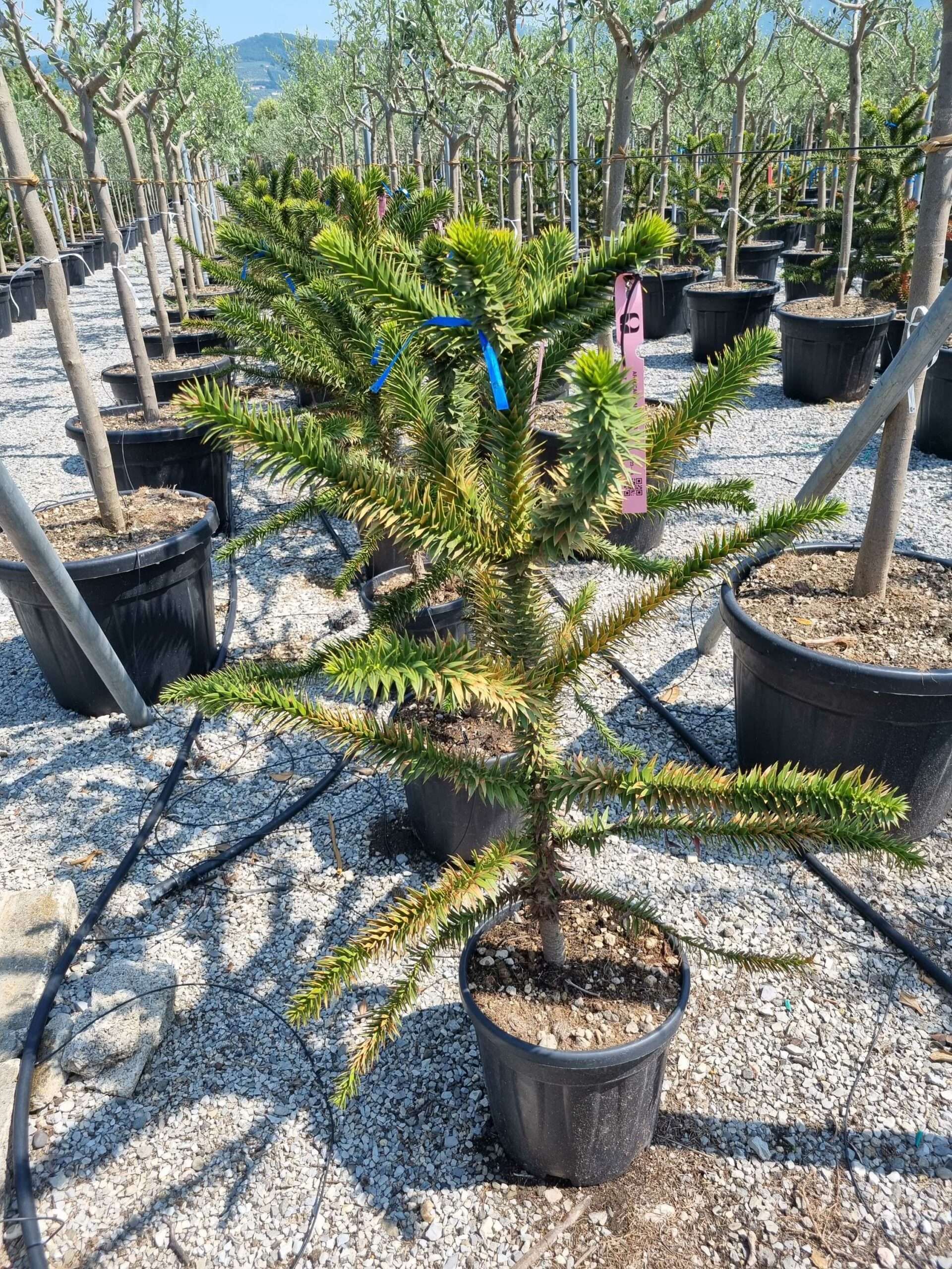 1687856177 scaled 0f726104