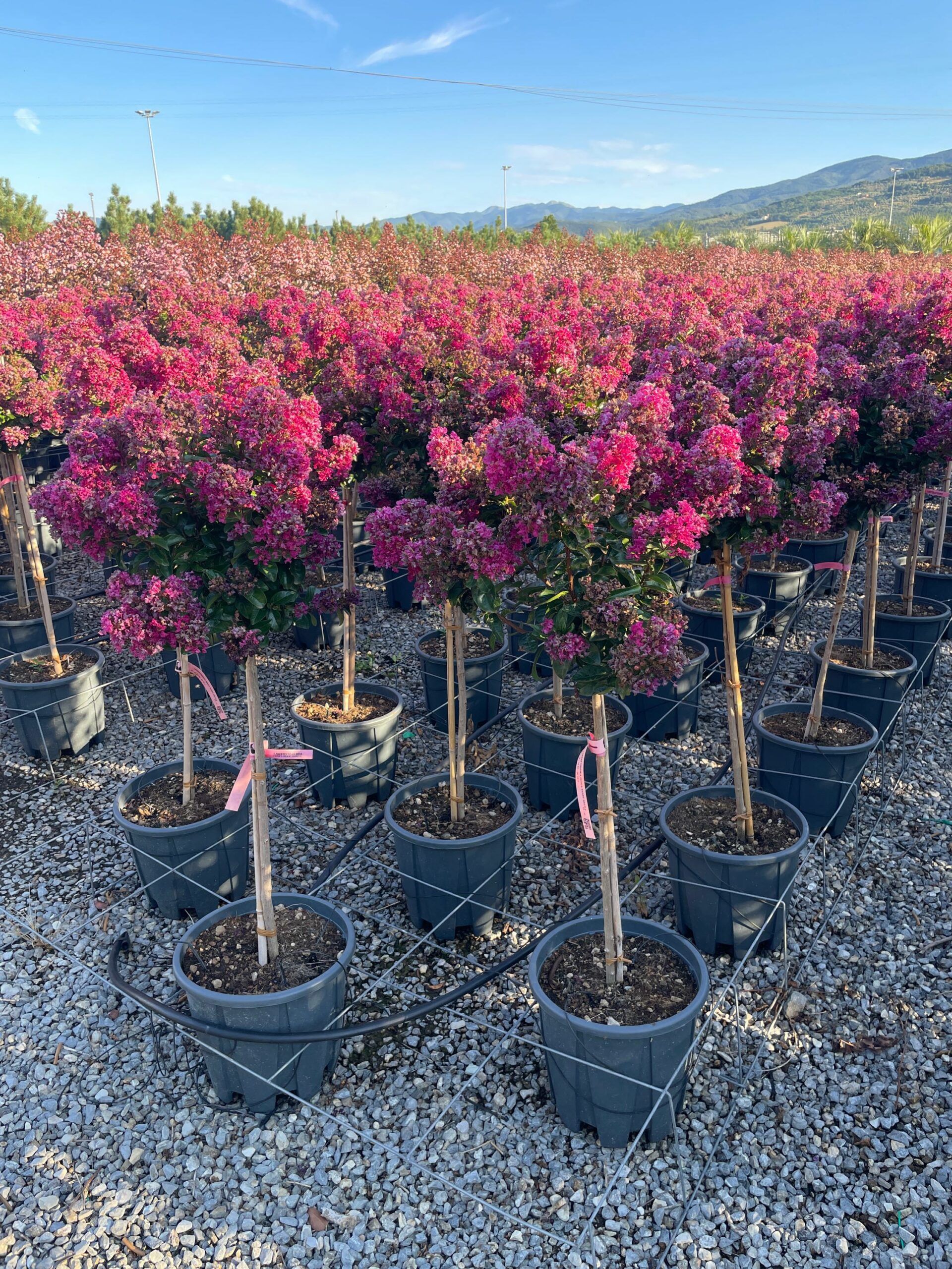 1691473697 scaled 0f263e31