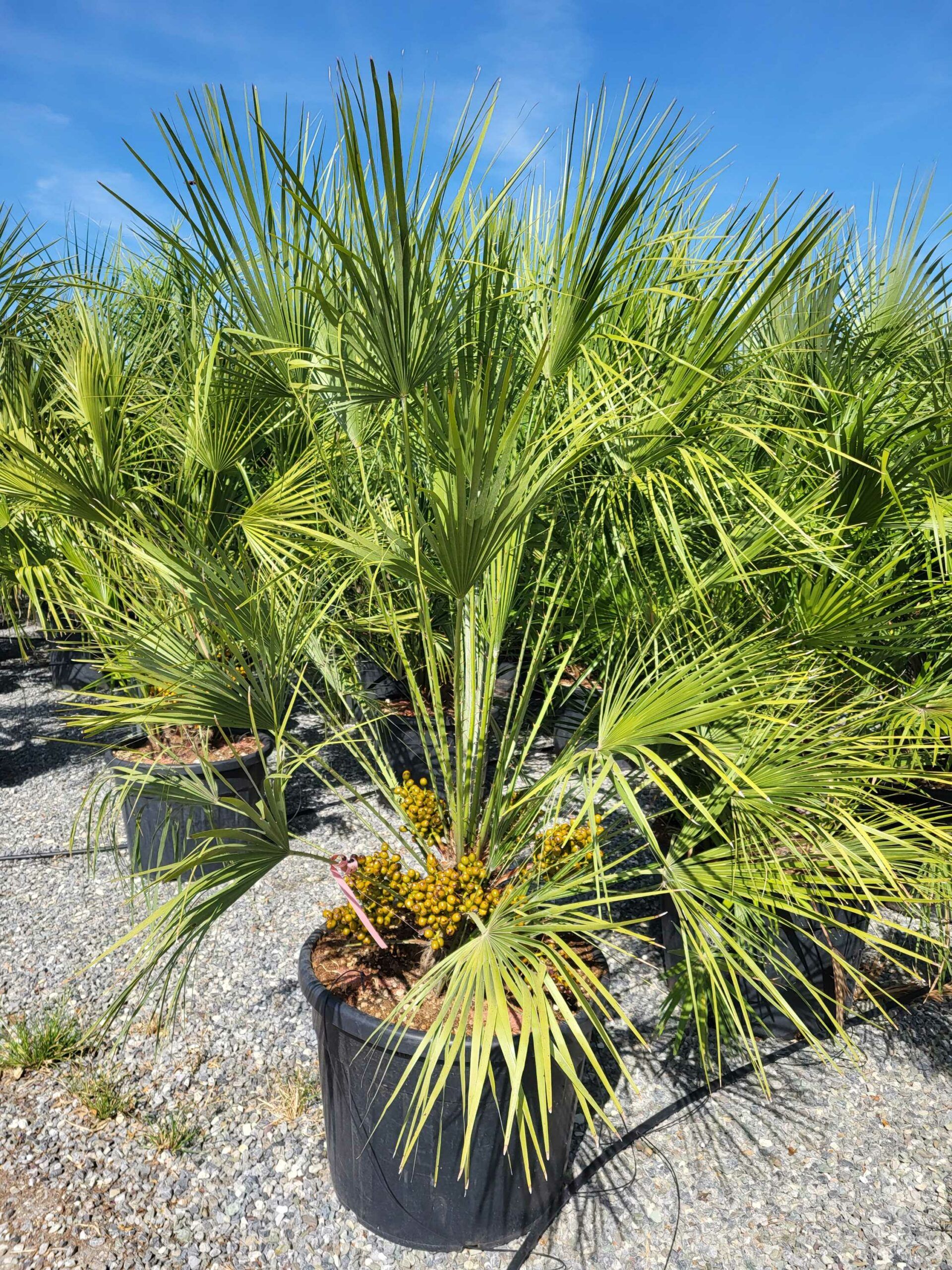 1691589851 scaled 0f171866