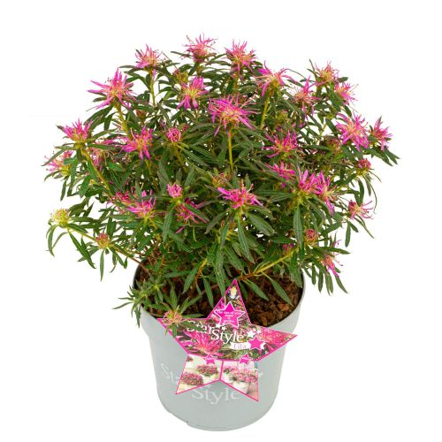 AZALEA 'Star Style Lilac' ®