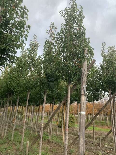 1604128032 rotated 10d8d206