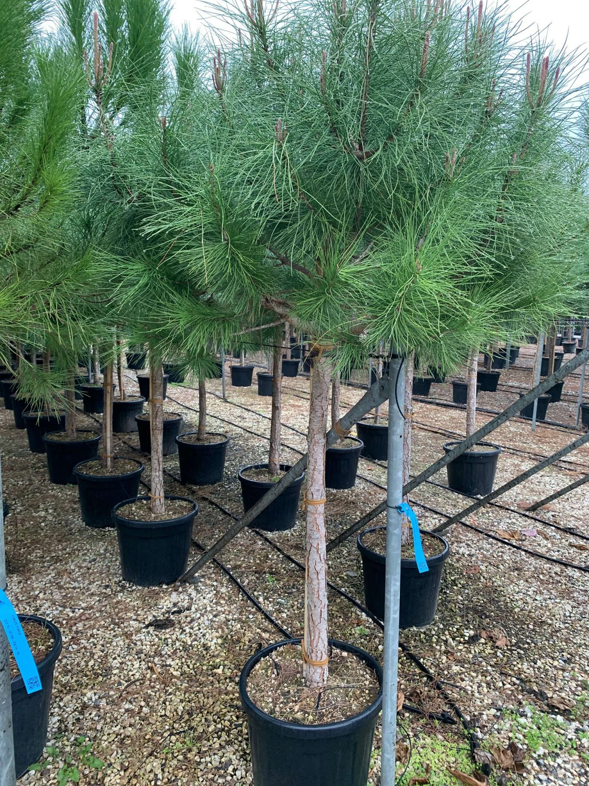 1638348796 scaled 1005fdc3