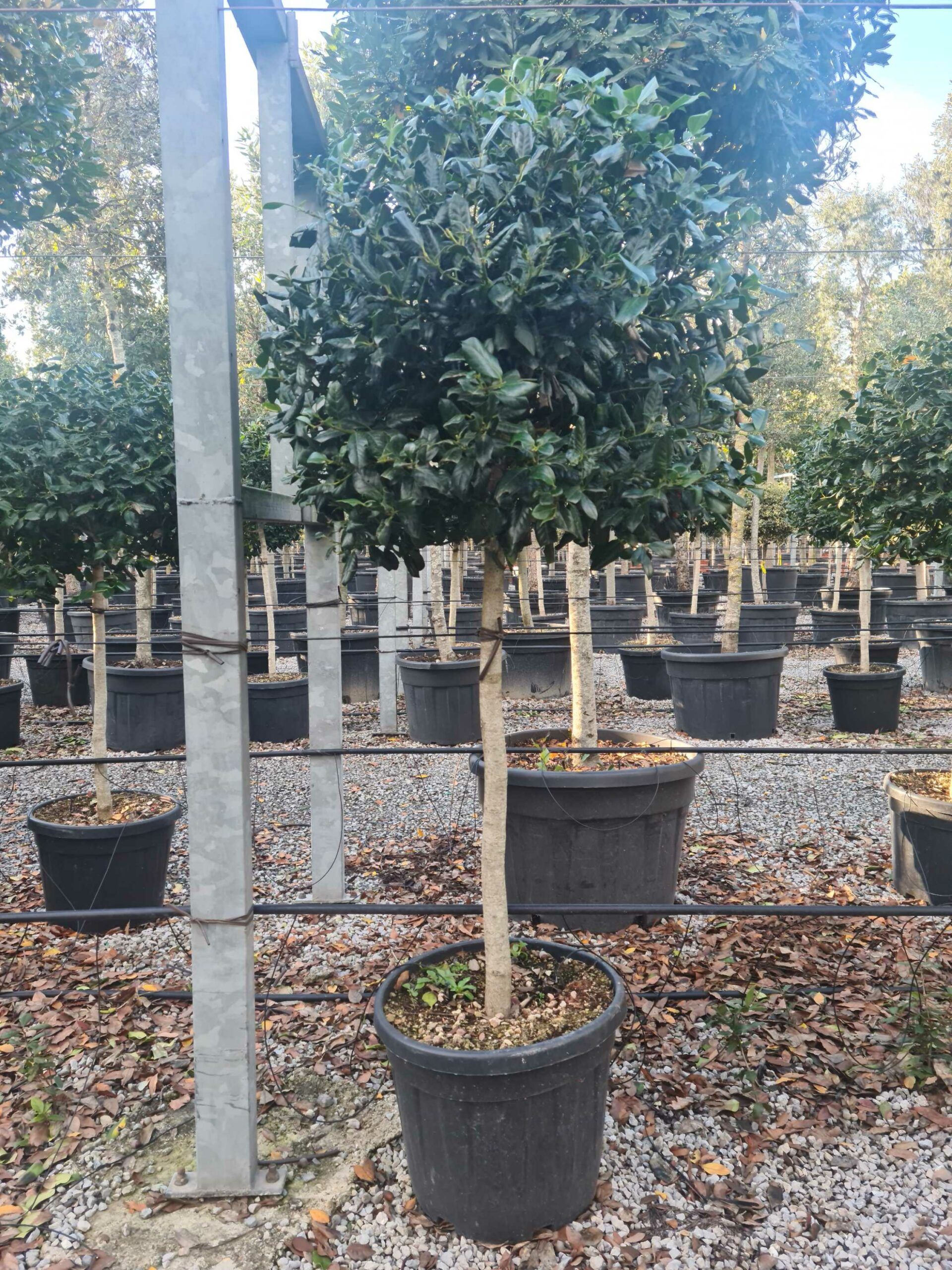 1639403646 scaled 102129ca