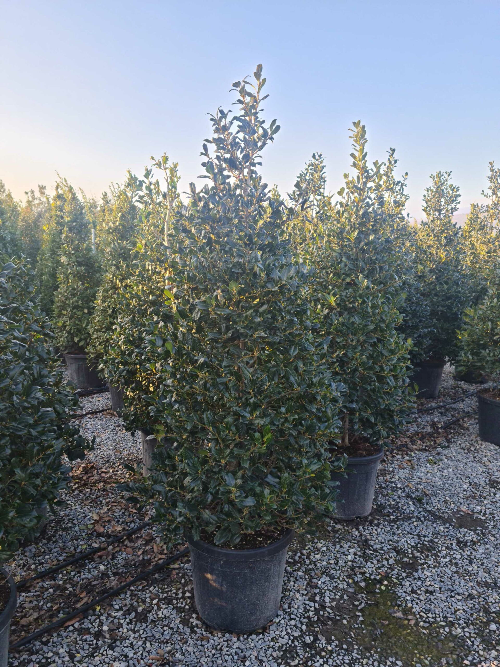 1642777775 scaled 108d9a24