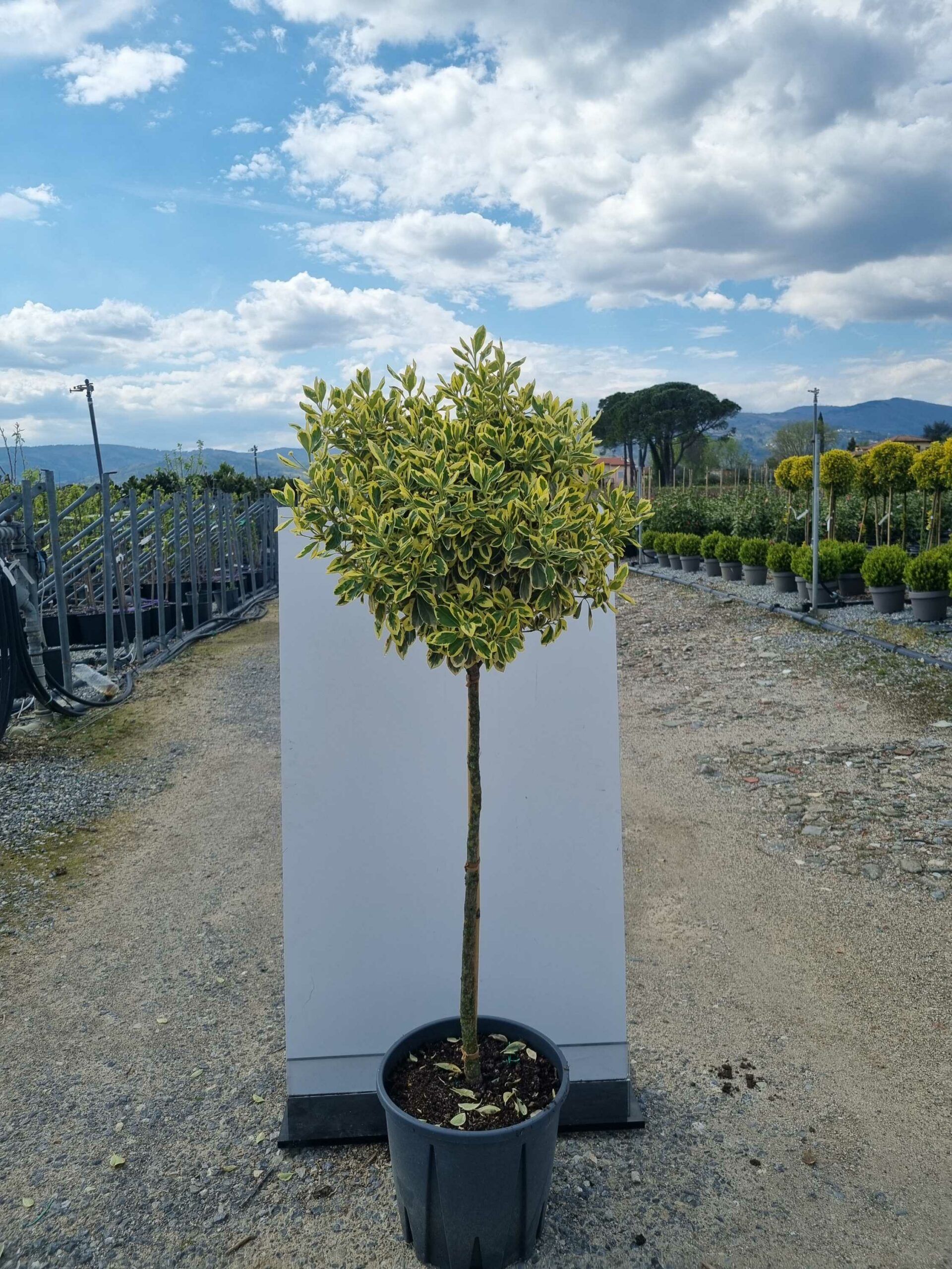 1681822454 1 scaled 10f2634b