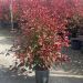 1682668605 photinia Red robin clt18 125 150 102f3950