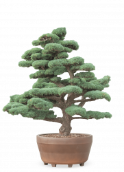 bonsai 10f77c7b