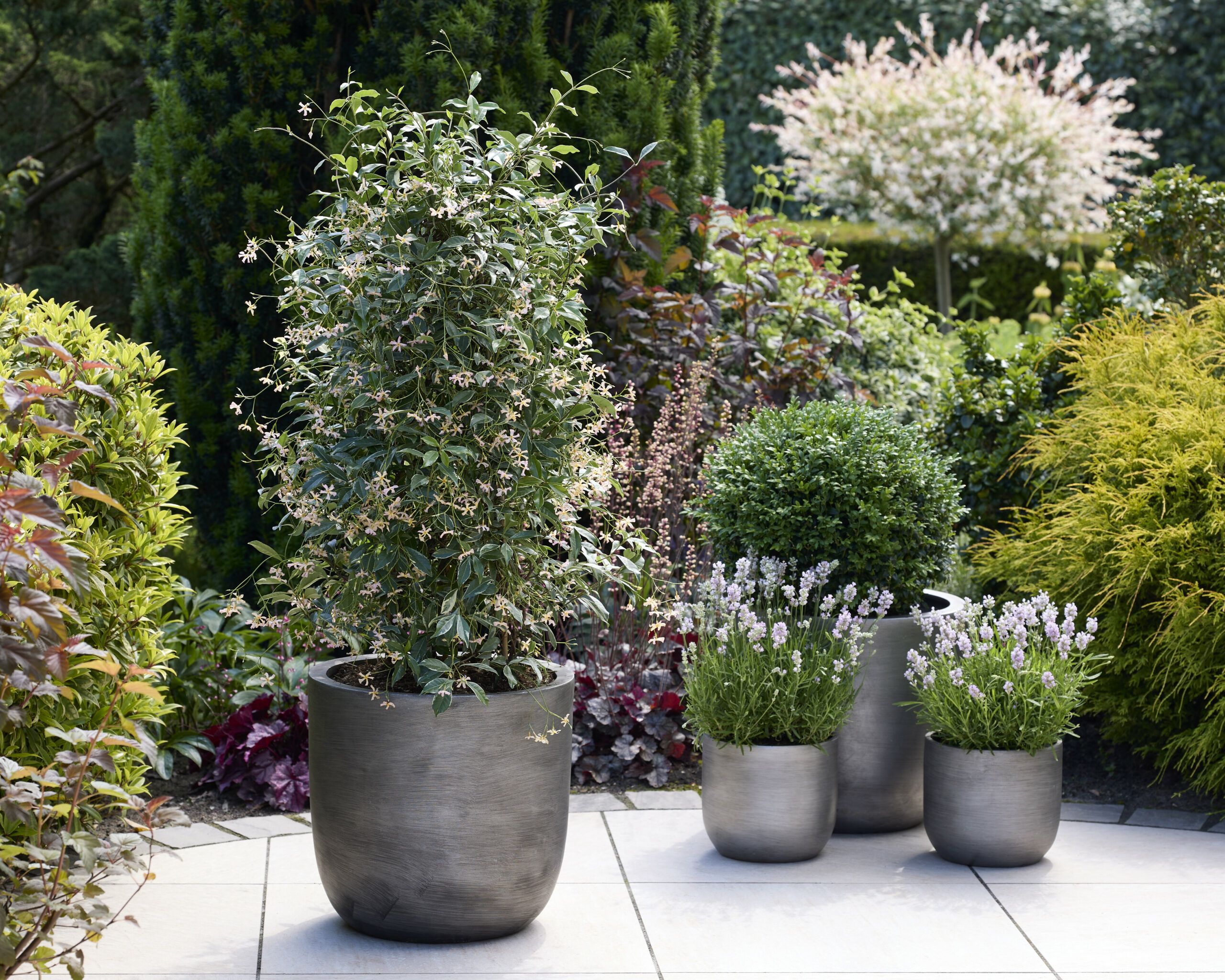 Trachelospermum Star of Milano 18 scaled 11fc0392