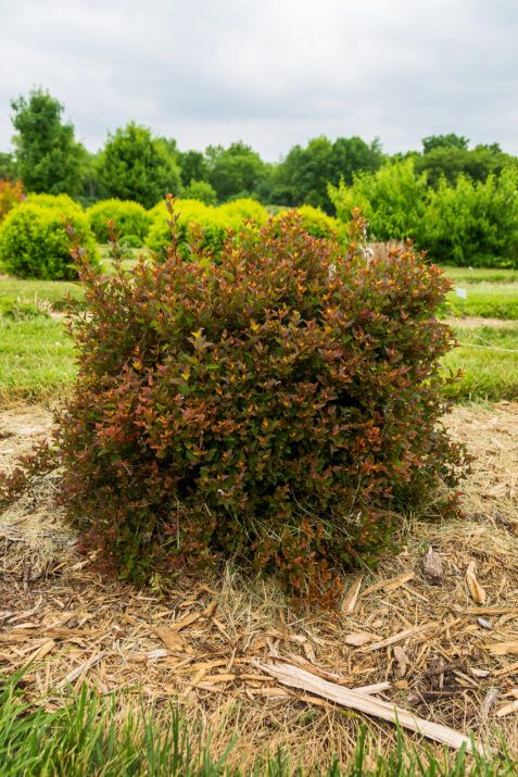 spicy devil 3 11ce65c8