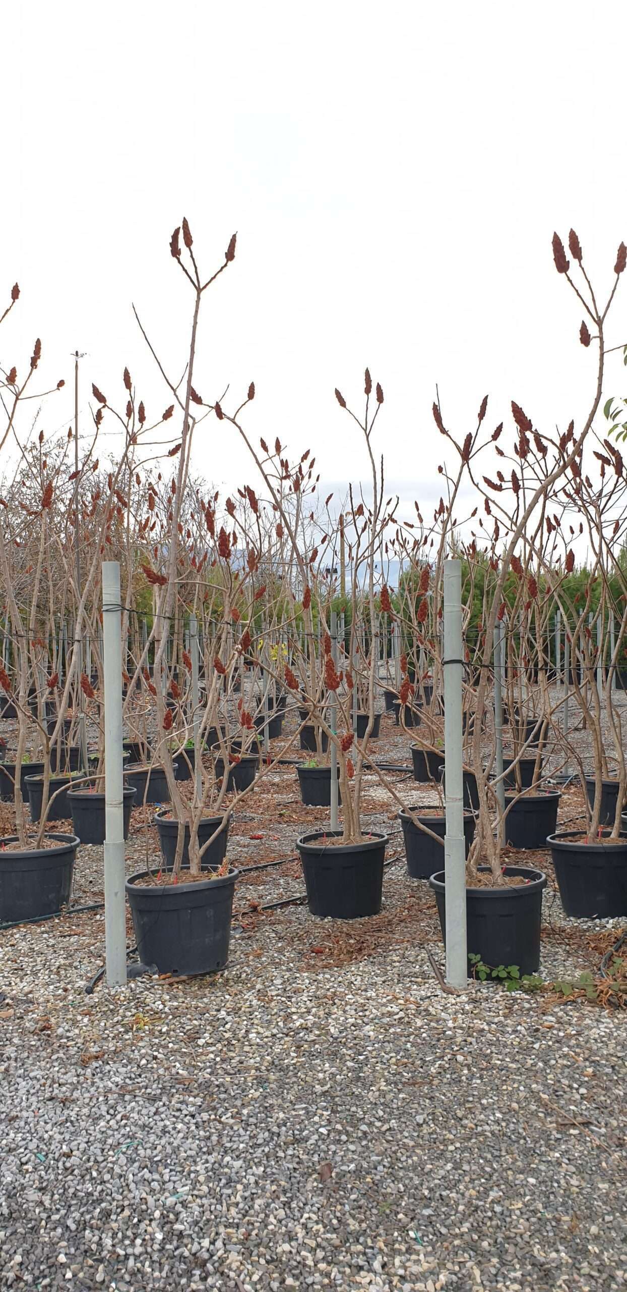 1608561249 scaled 12b43157