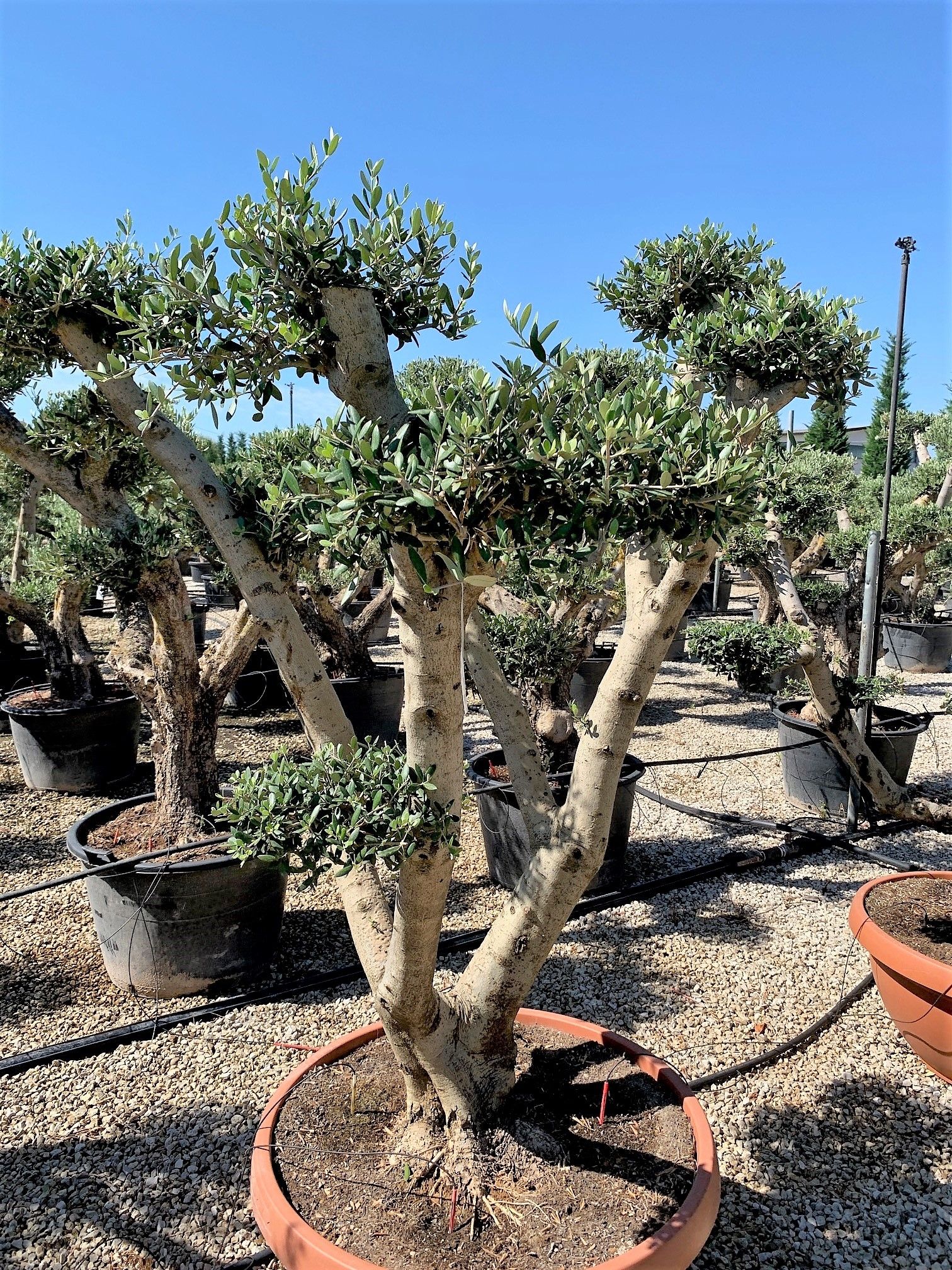 1631781373 OLEA POMONS A23 121a61bb