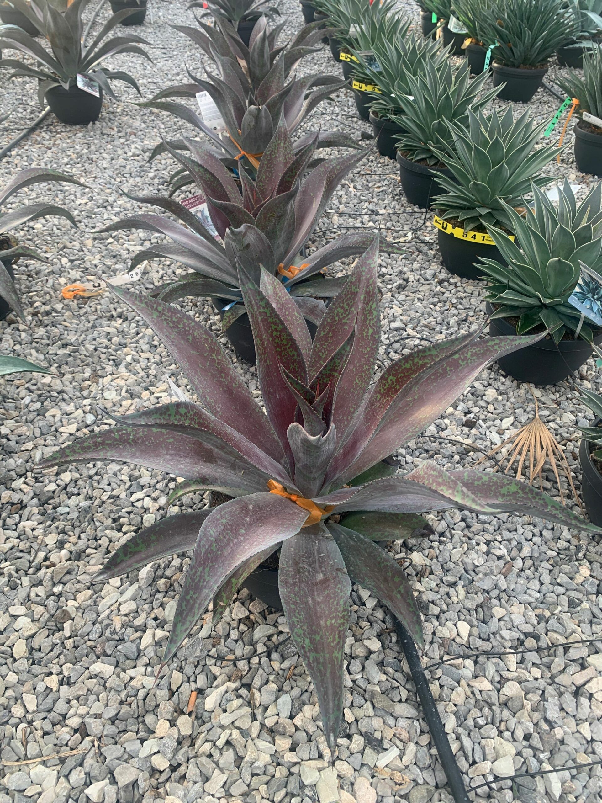 1633449449 scaled 128cf096