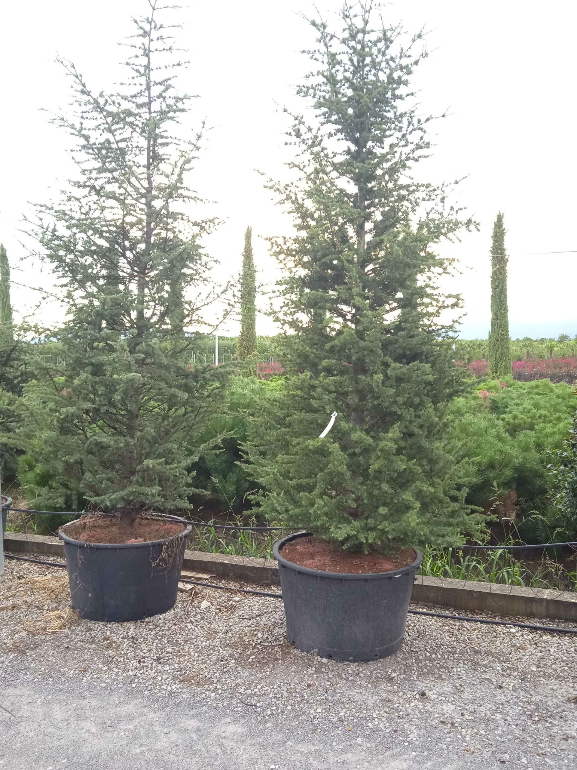 1661785072 scaled 120eedae