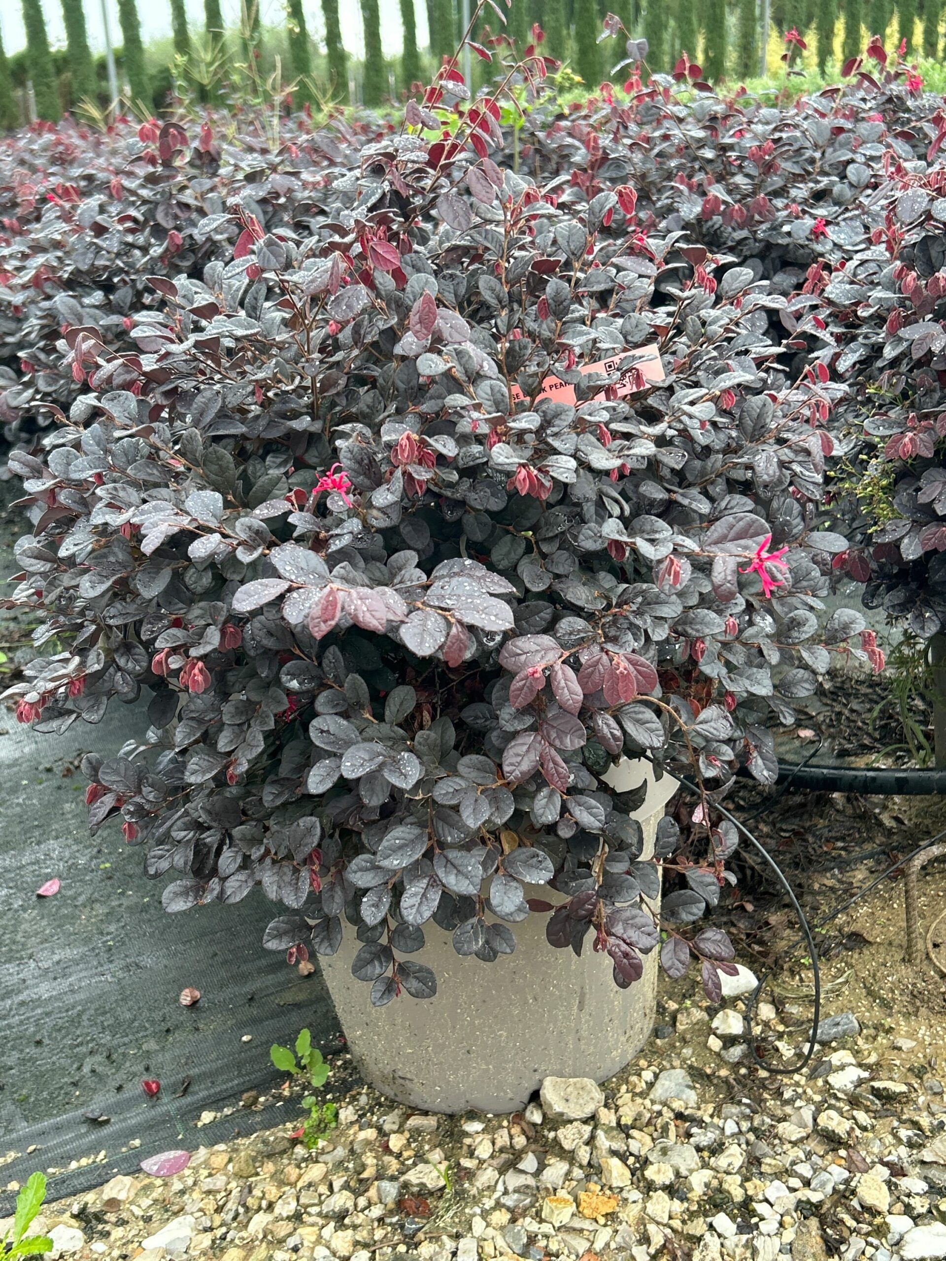 1698157793 scaled 12515ed8