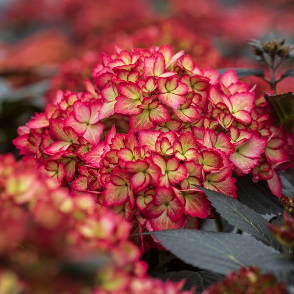 hydrangea macro eclipse 3 12387389