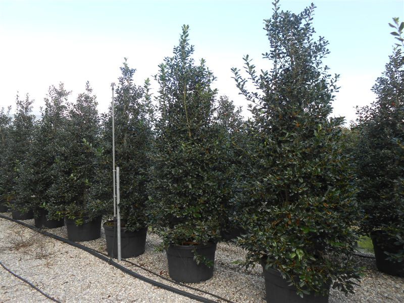 1612438932 Ilex Nellie R. Stevens 250 300 350 3 139439fe