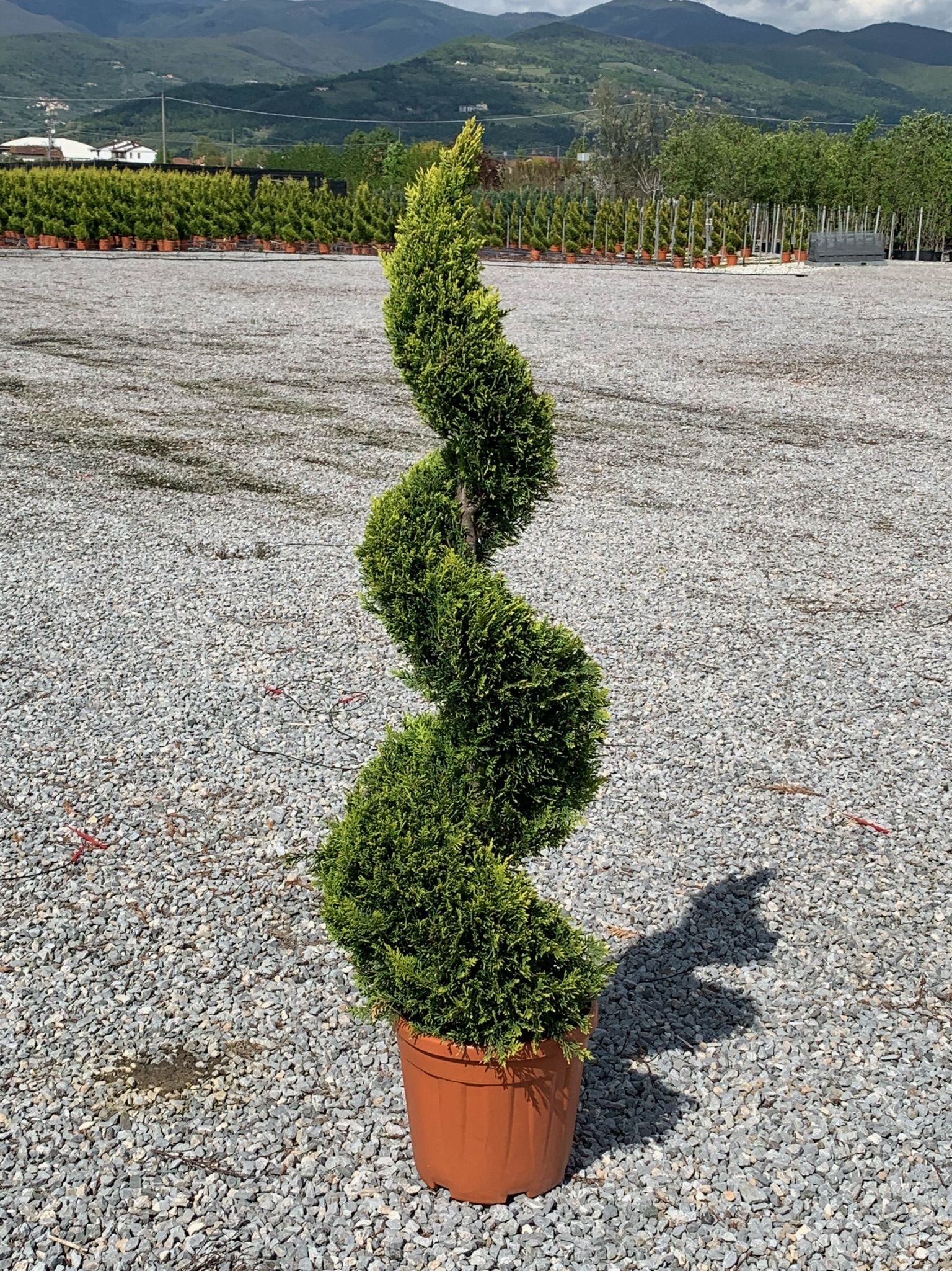 1621330184 01f5063264073da63ca5f81badd51bcea13ac378be 1371ffe2