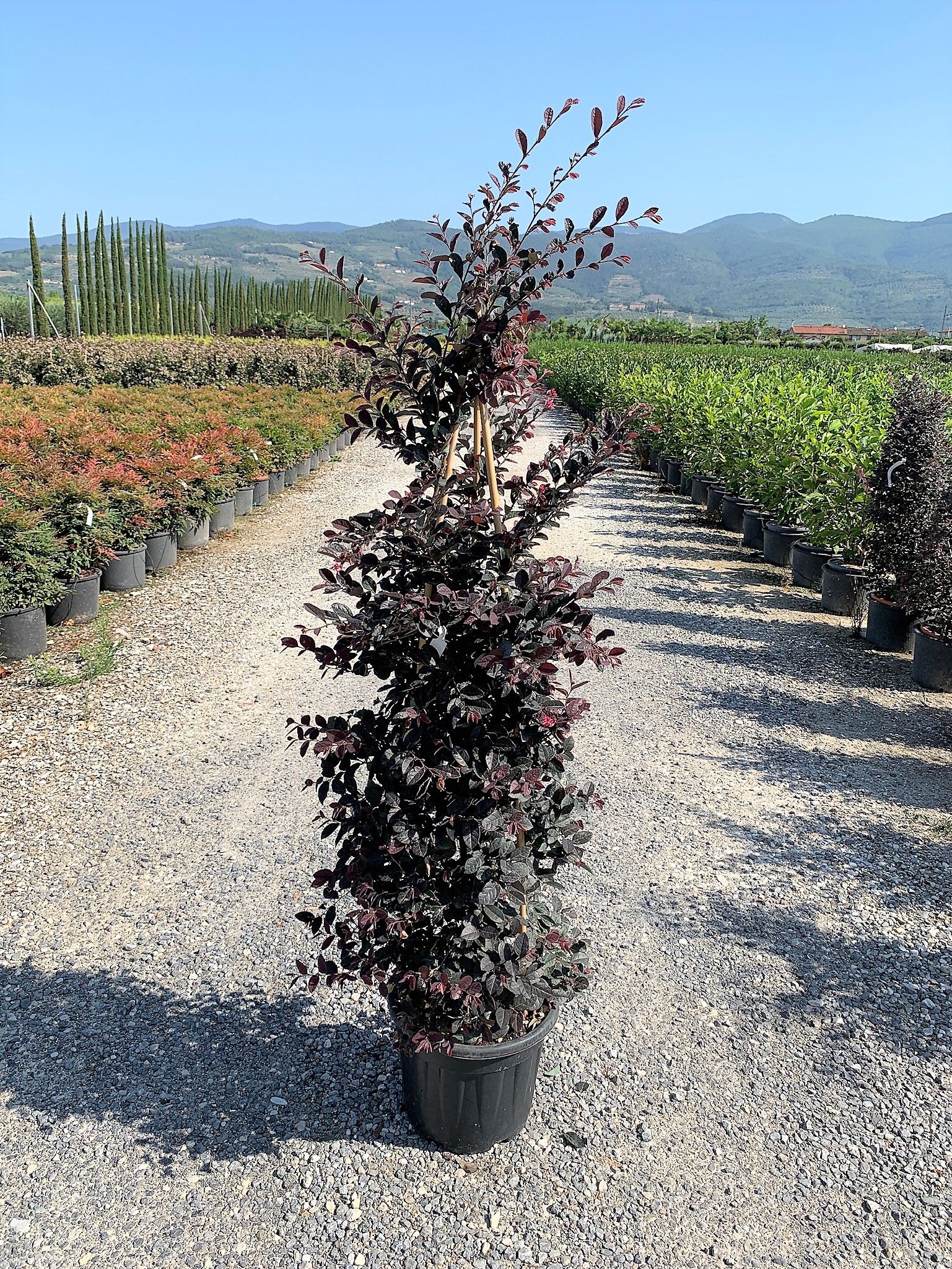 1629973276 011658733ac353d4be7bf5ef28fa0f19a7ea0c2ae7 138f9bbe