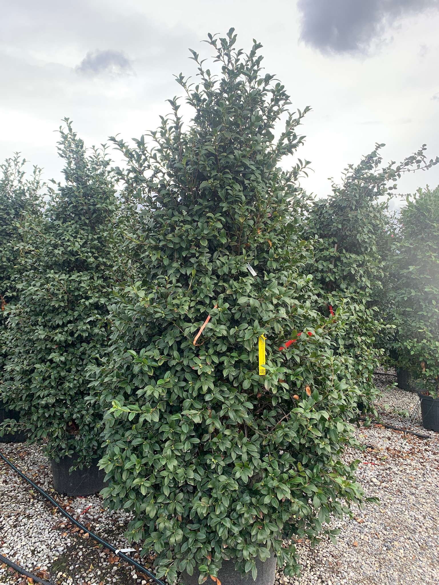 1633935044 01dcb35db7e28c3a73959326bcfac579169b23ceb5 132fc37a