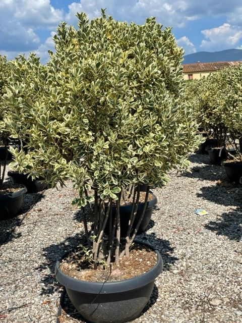 1661591187 EUONYMUS BRAVO 125 150 13637d2c