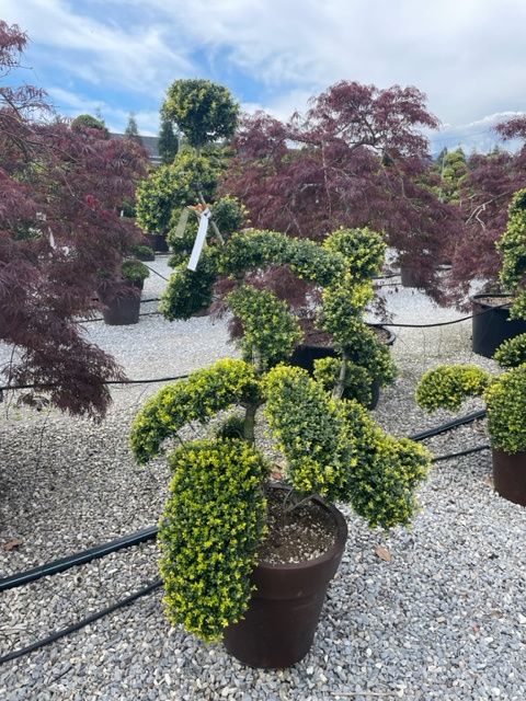 1682692060 IMG 7680 13496b0d