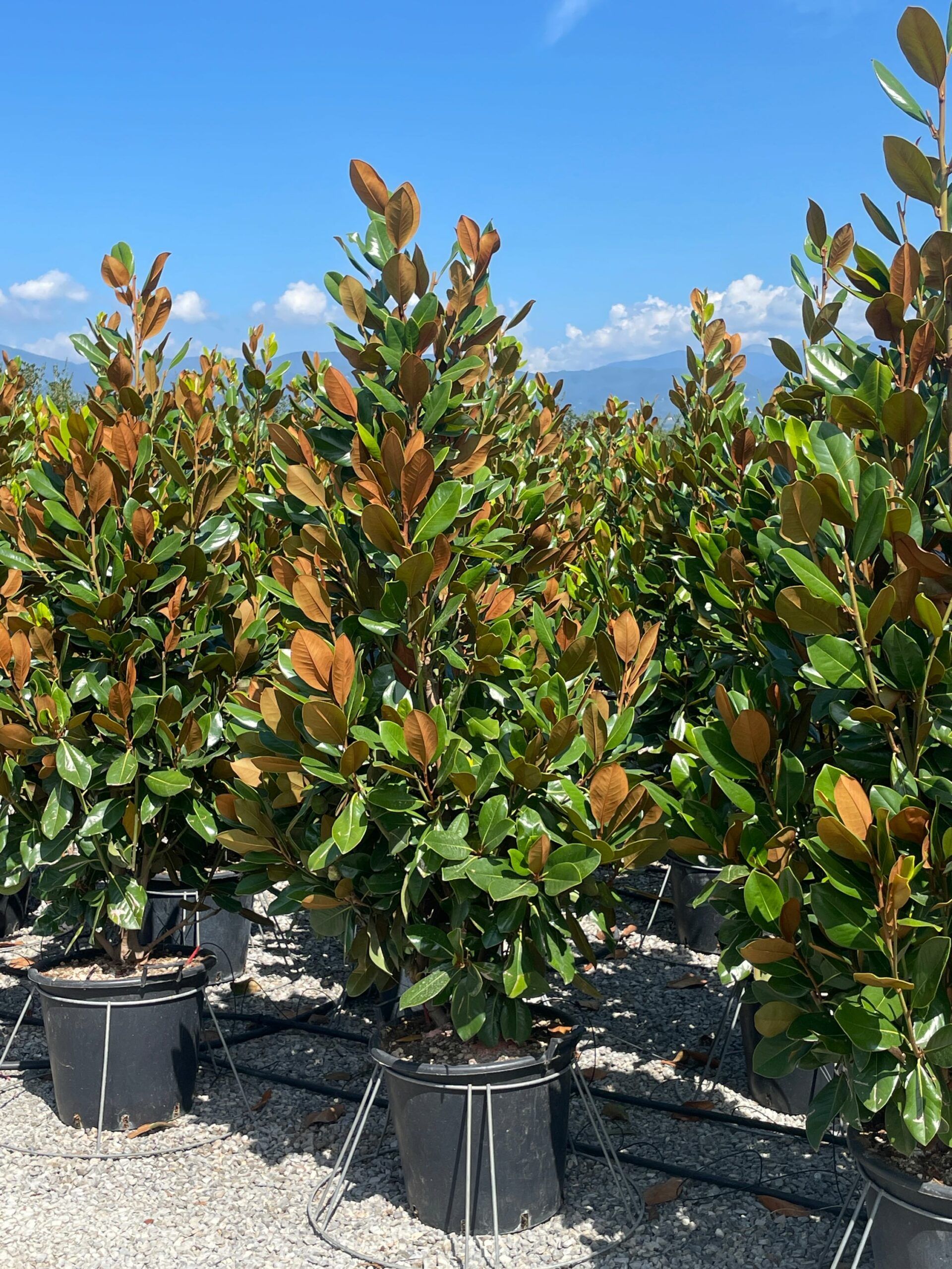 1690795273 scaled 13e7bfba