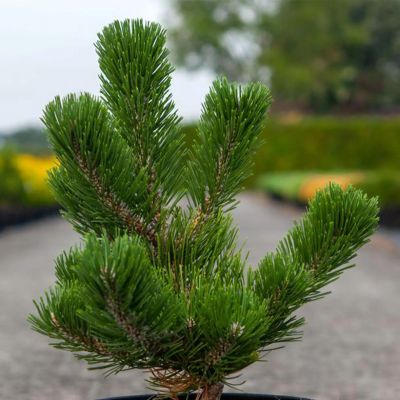 PINUS nigra 'Oregon Green'