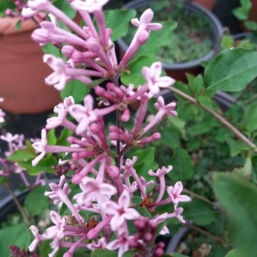 SYRINGA bloomerang 'Pink Perfume' ®