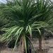 1610640857 cordyline single stem 175 200 1499386e