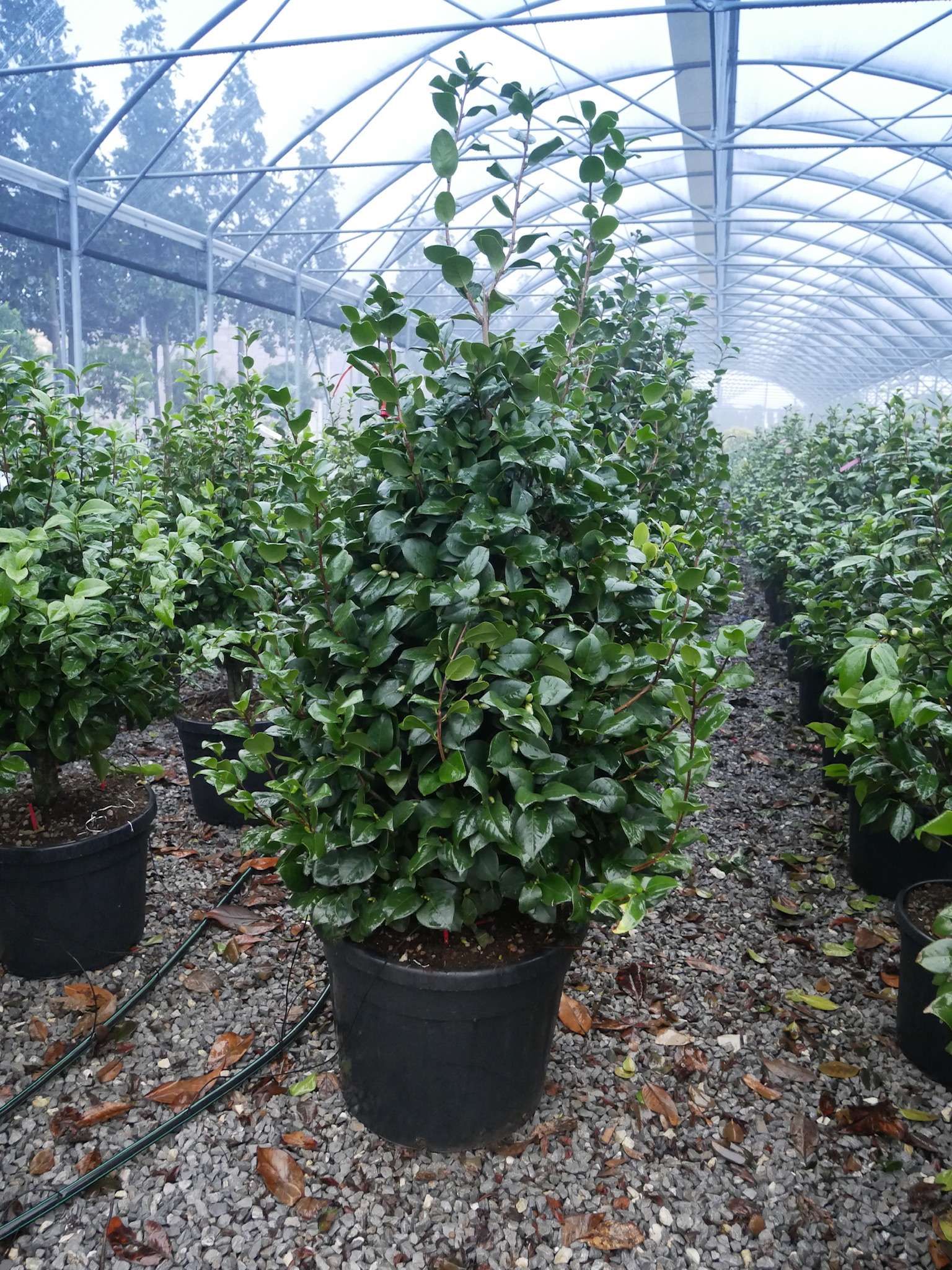 1614154837 9 Camellia japonica Fire Ball Rouge New Clt 55 70 125 150 128 00 144ce4a0